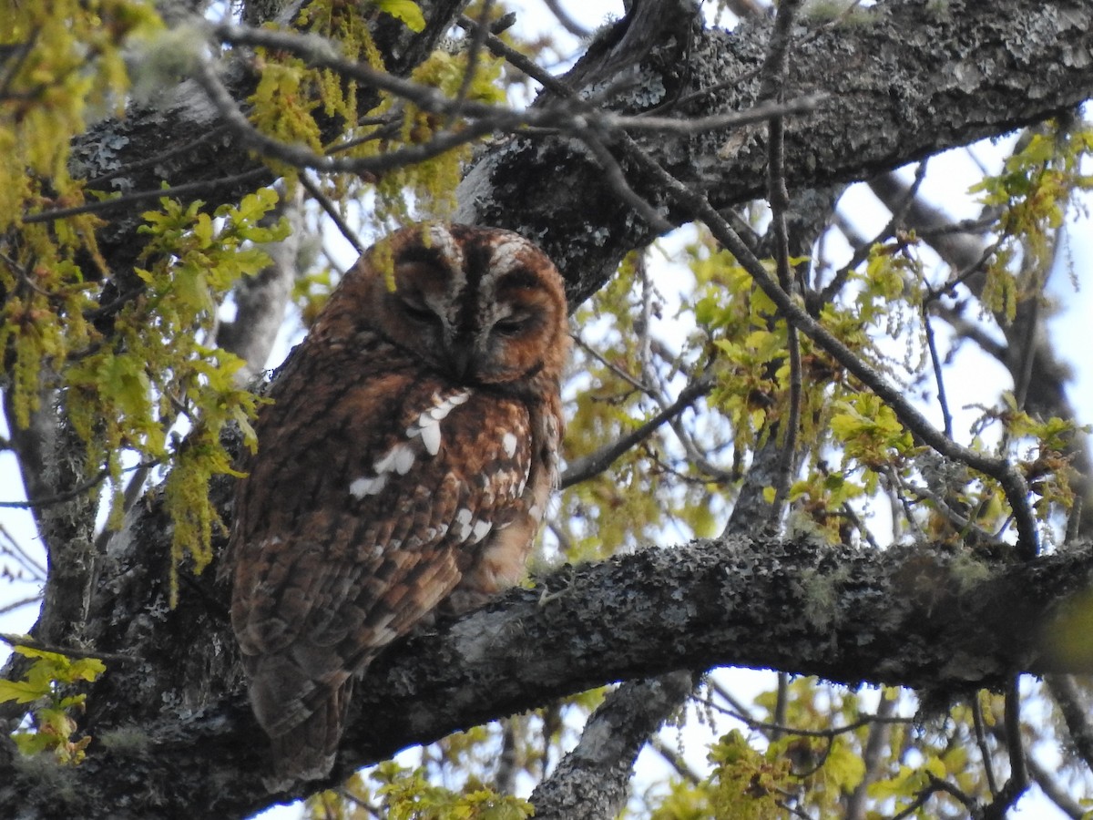 Tawny Owl - ML155315631