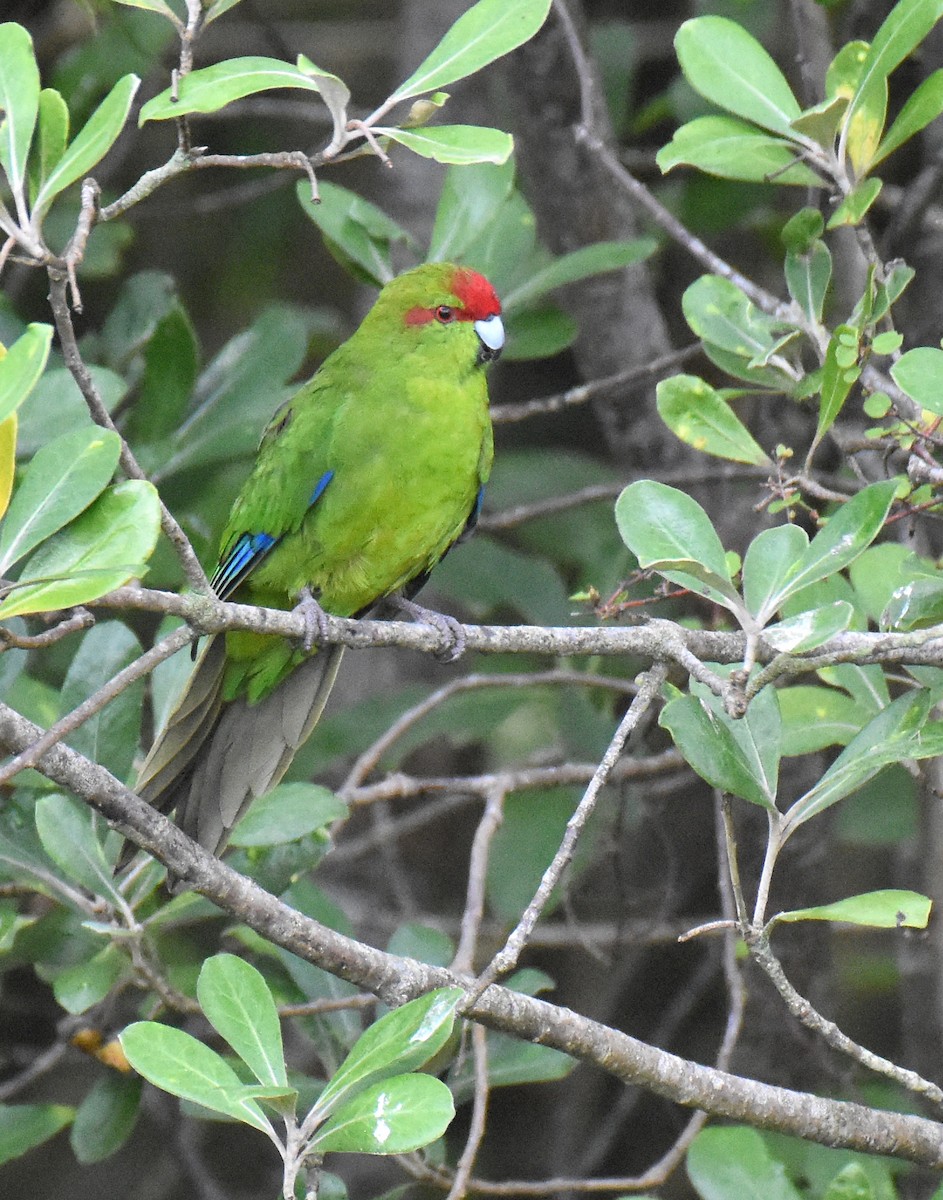 Red-crowned Parakeet - ML155319301