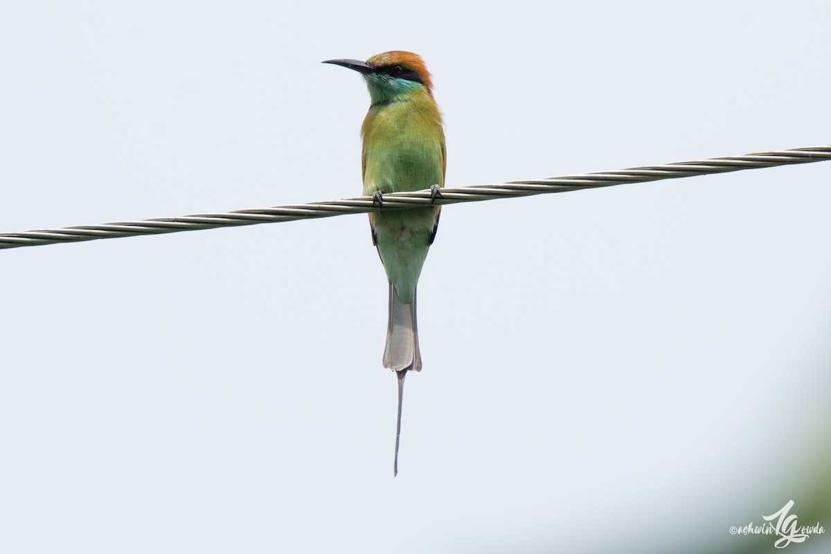 Asian Green Bee-eater - Ashwin Gowda