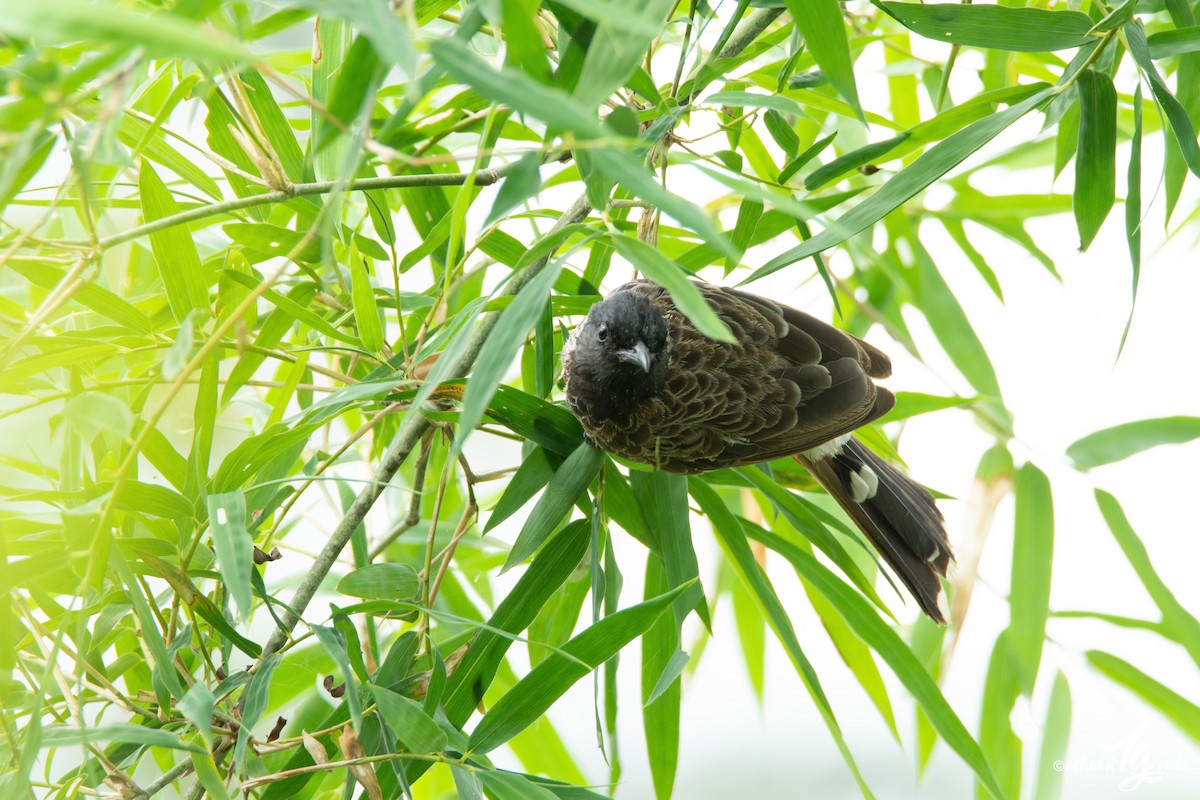 Red-vented Bulbul - ML155321591