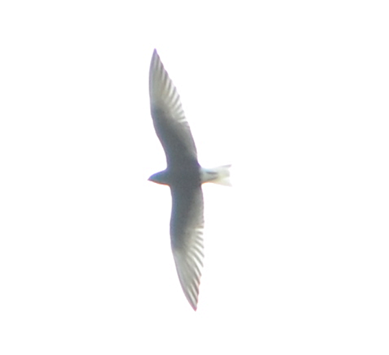 White-winged Tern - Tristan Mirasol