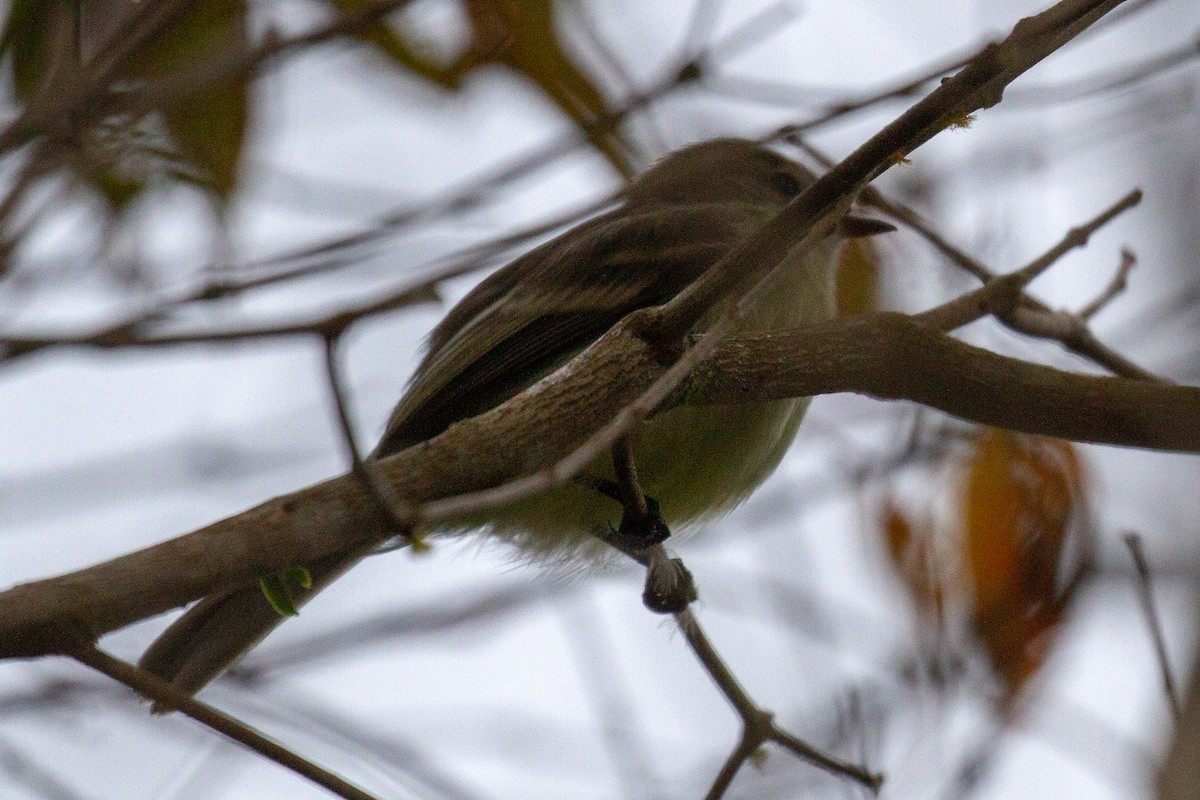 Southern Mouse-colored Tyrannulet - ML155322311