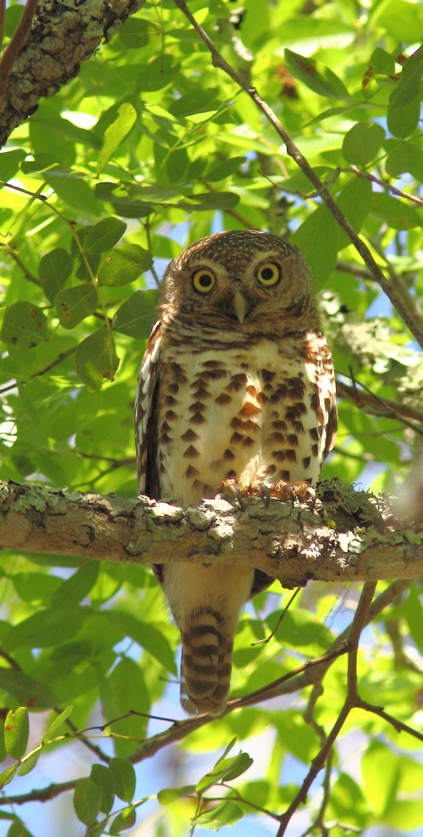 African Barred Owlet - ML155322501