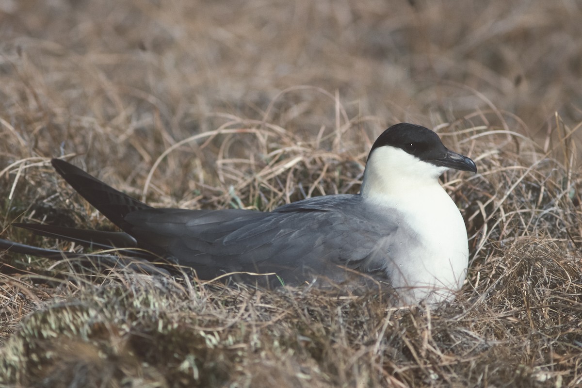 Long-tailed Jaeger - Peter Kennerley