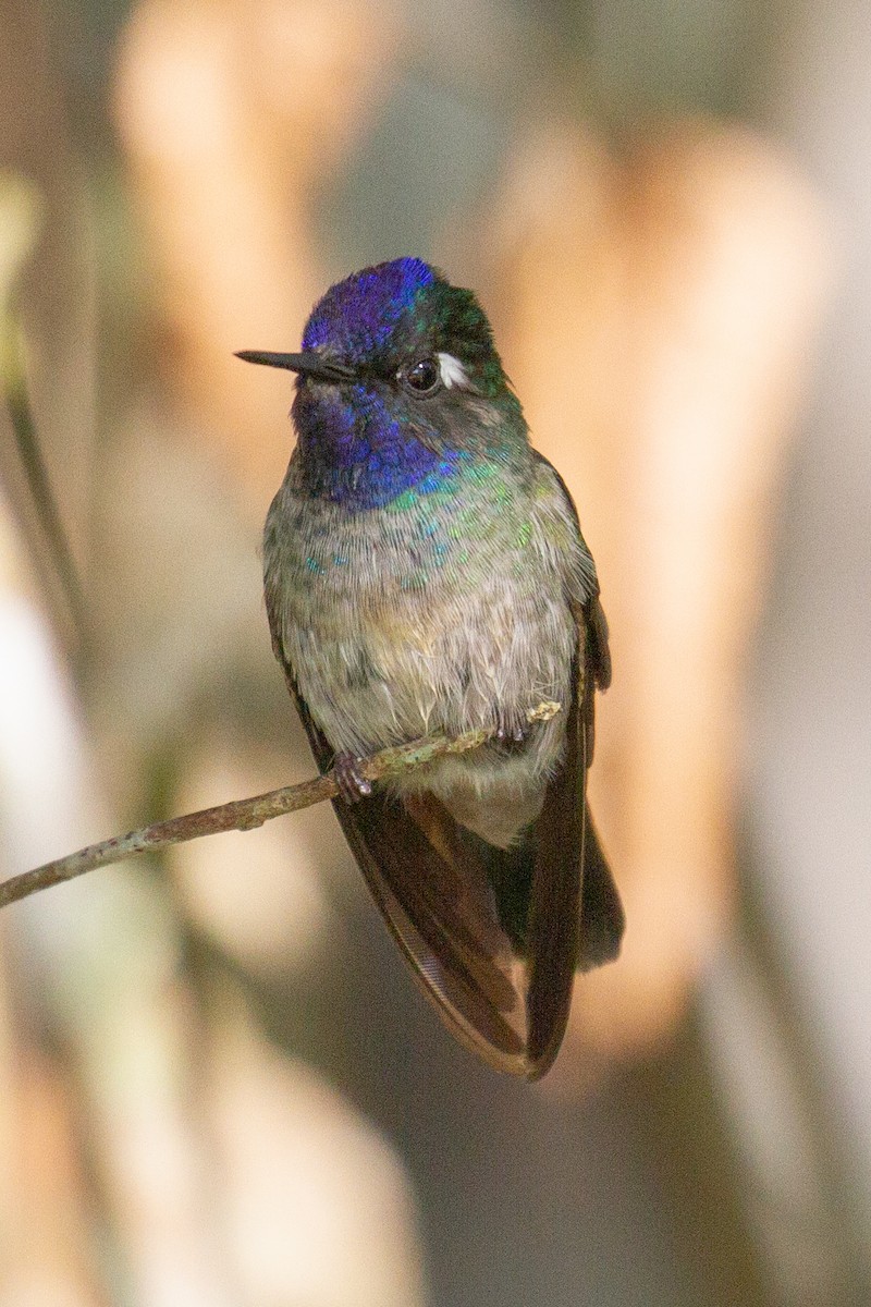 Violet-headed Hummingbird - Will Chatfield-Taylor