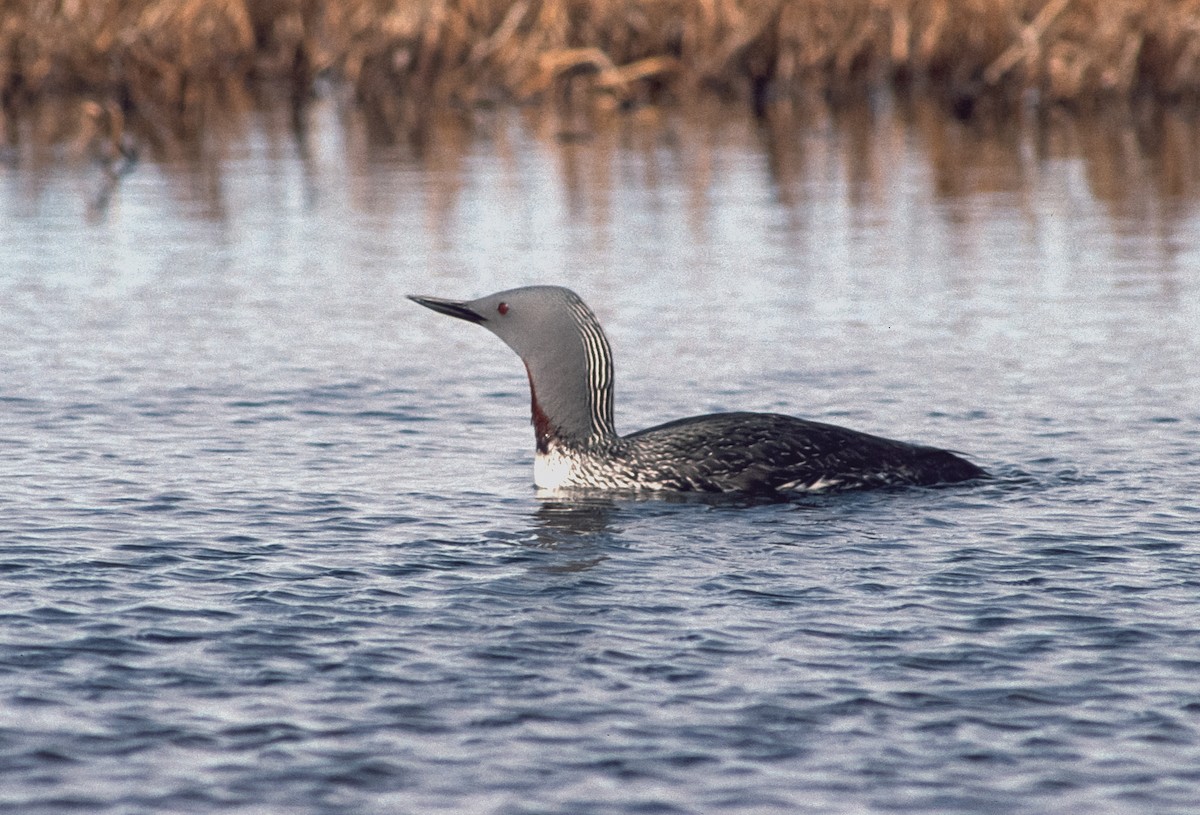 Red-throated Loon - ML155326191