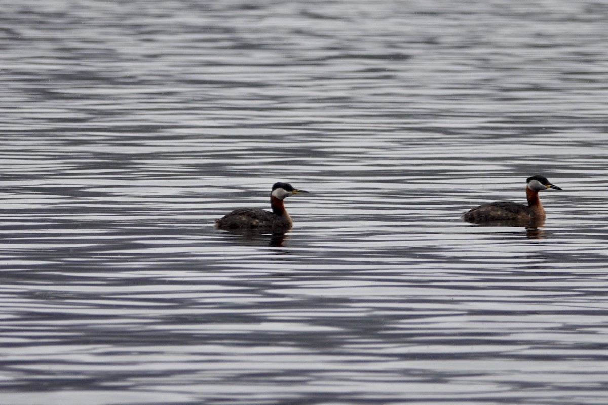 Red-necked Grebe - ML155326471