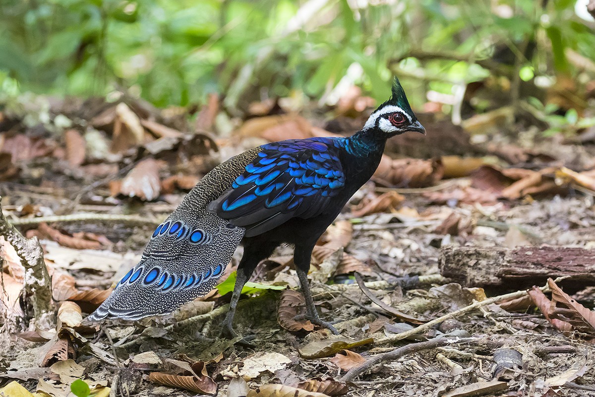 Palawan Peacock-Pheasant - Matthew Kwan