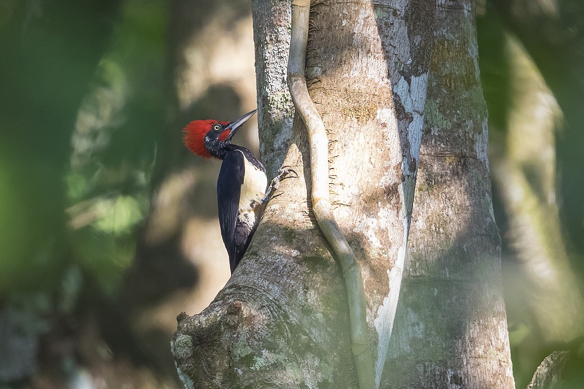 White-bellied Woodpecker - Matthew Kwan