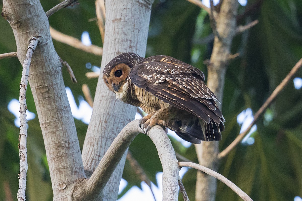 Spotted Wood-Owl - Matthew Kwan