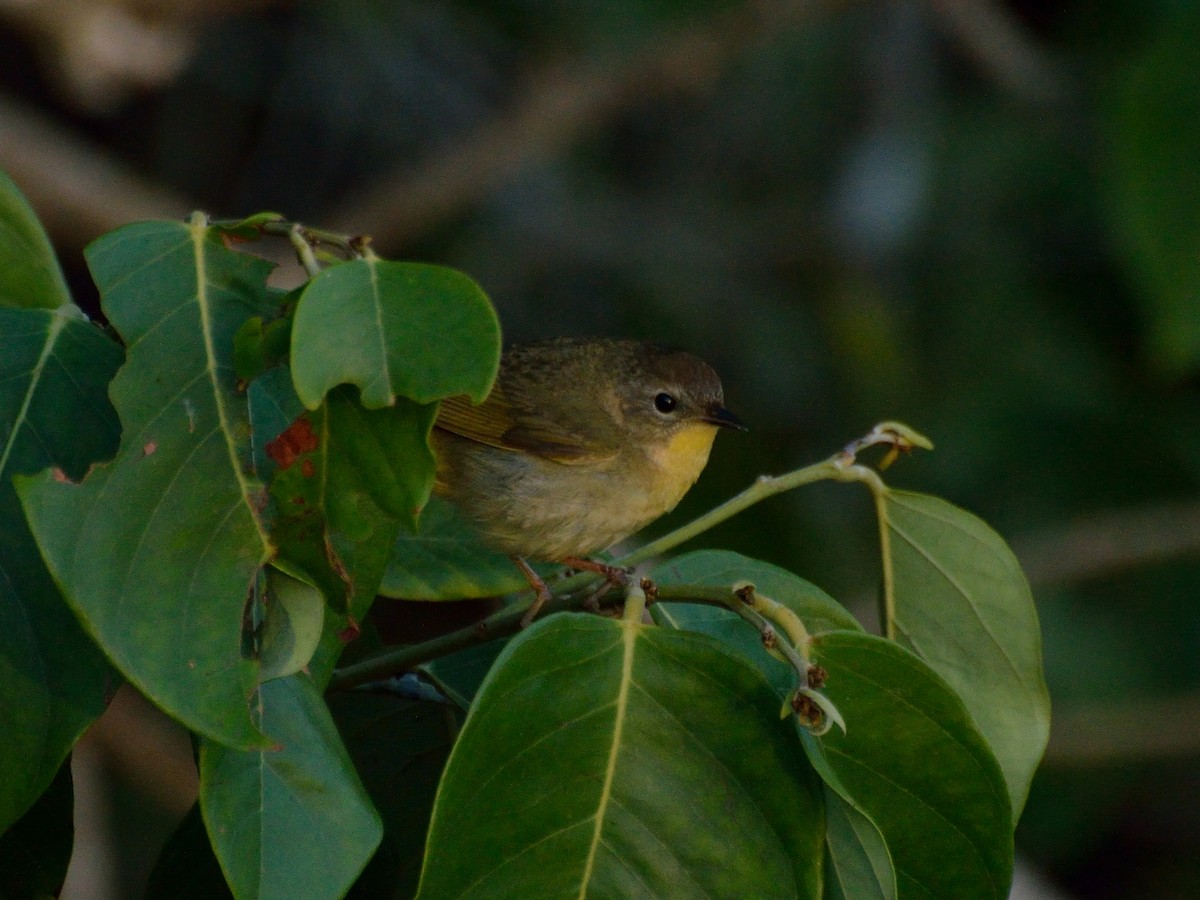 Common Yellowthroat - Bente Torvund