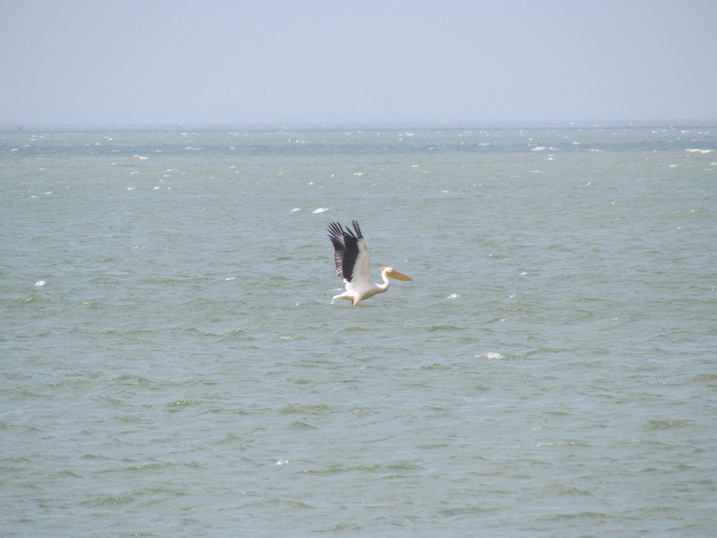 pelikán bílý - ML155330151