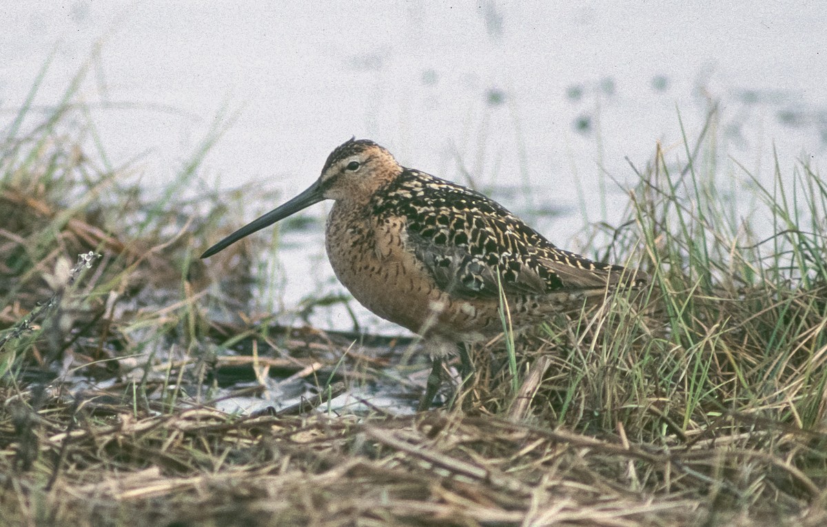 Long-billed Dowitcher - Peter Kennerley