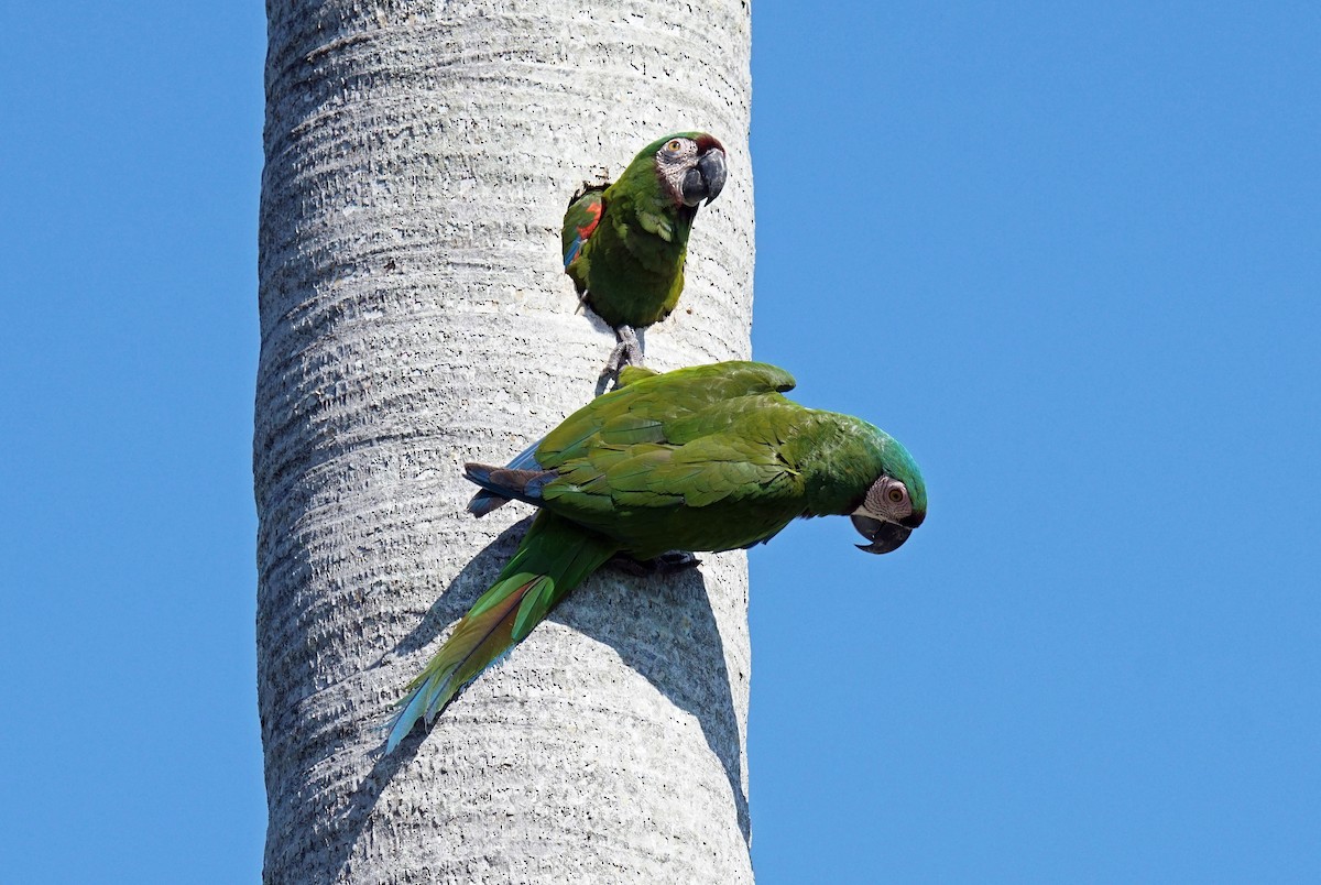 Chestnut-fronted Macaw - Doris Guimond et Claude Gagnon