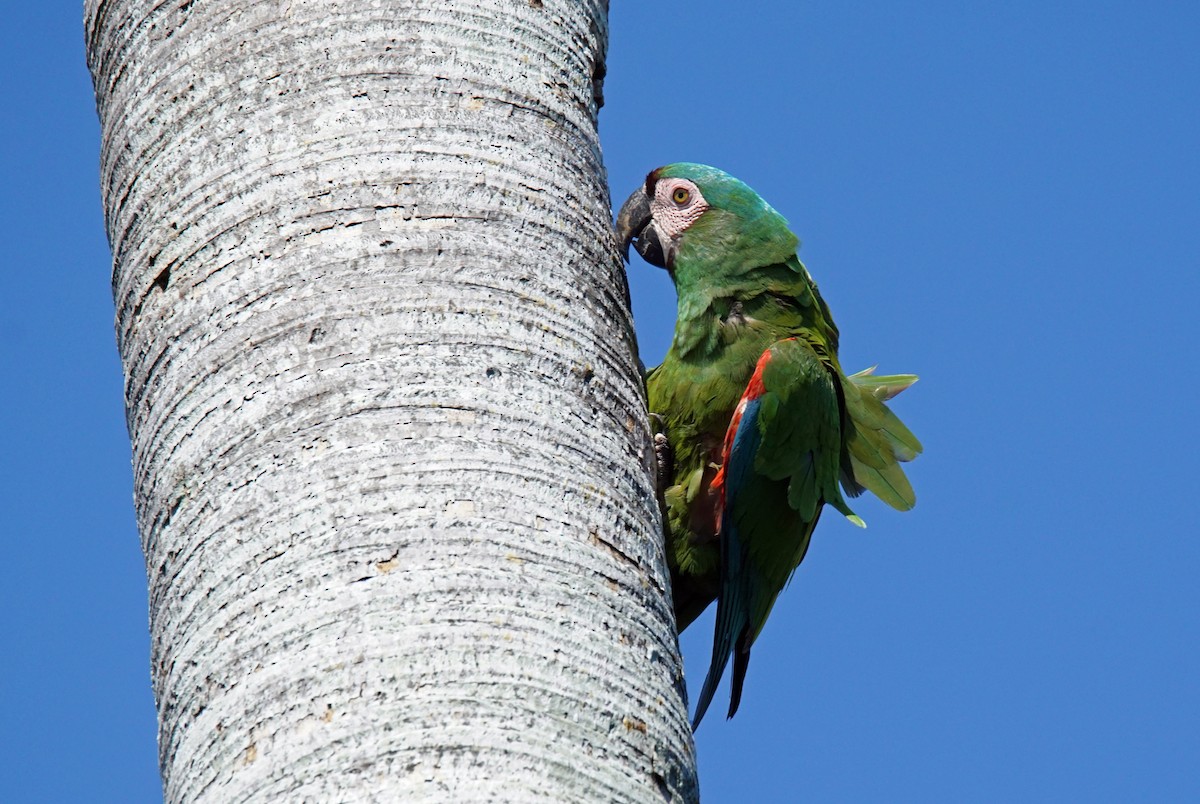 Chestnut-fronted Macaw - ML155340971