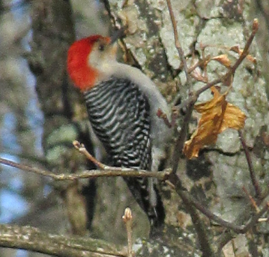Red-bellied Woodpecker - ML155343701