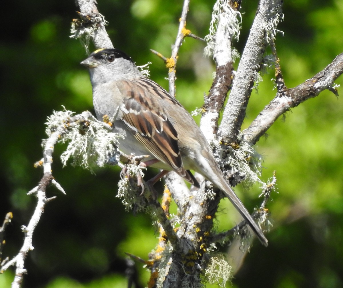 Golden-crowned Sparrow - ML155345651