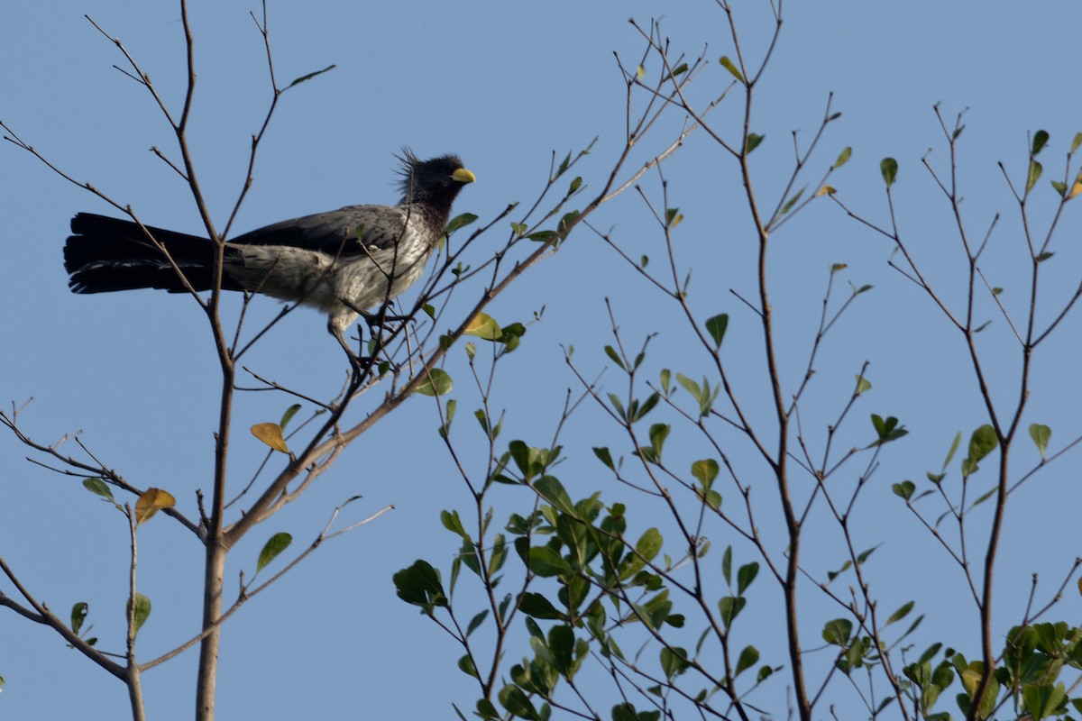 Western Plantain-eater - Anonymous