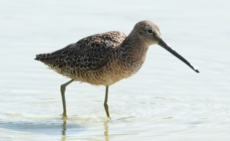 Long-billed Dowitcher - ML155350311