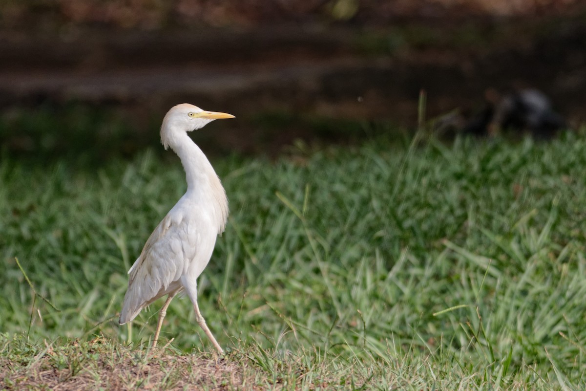 Western Cattle Egret - Anonymous