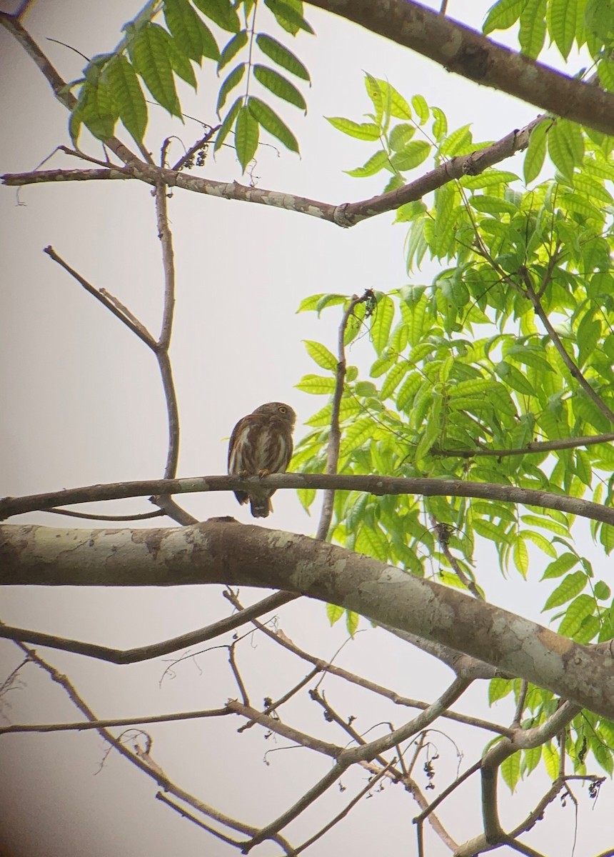 Central American Pygmy-Owl - John Hull