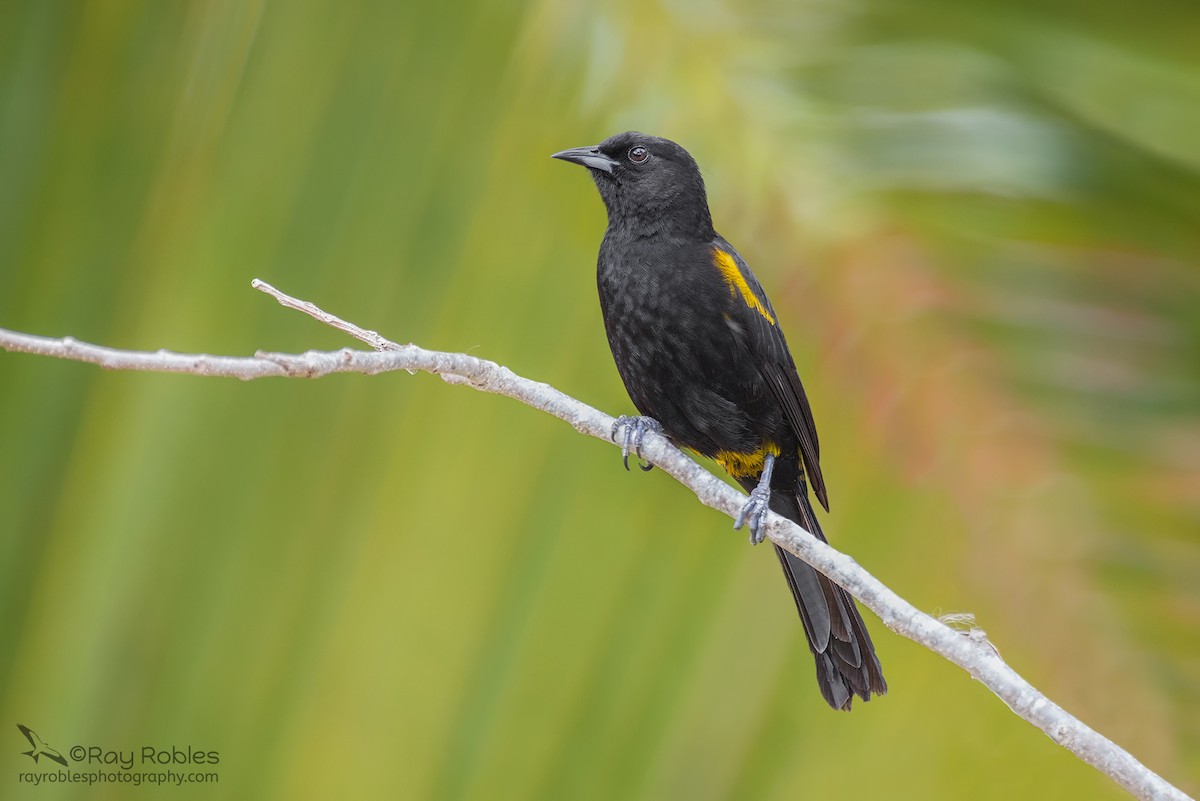 Cuban Oriole - Ray Robles