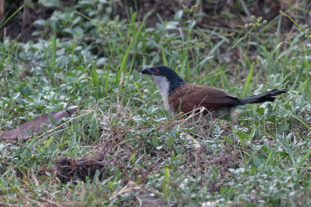 Senegal Coucal - Anonymous