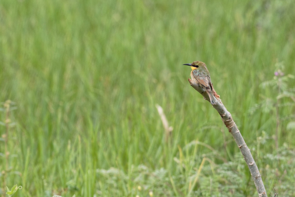 Little Bee-eater - ML155355771