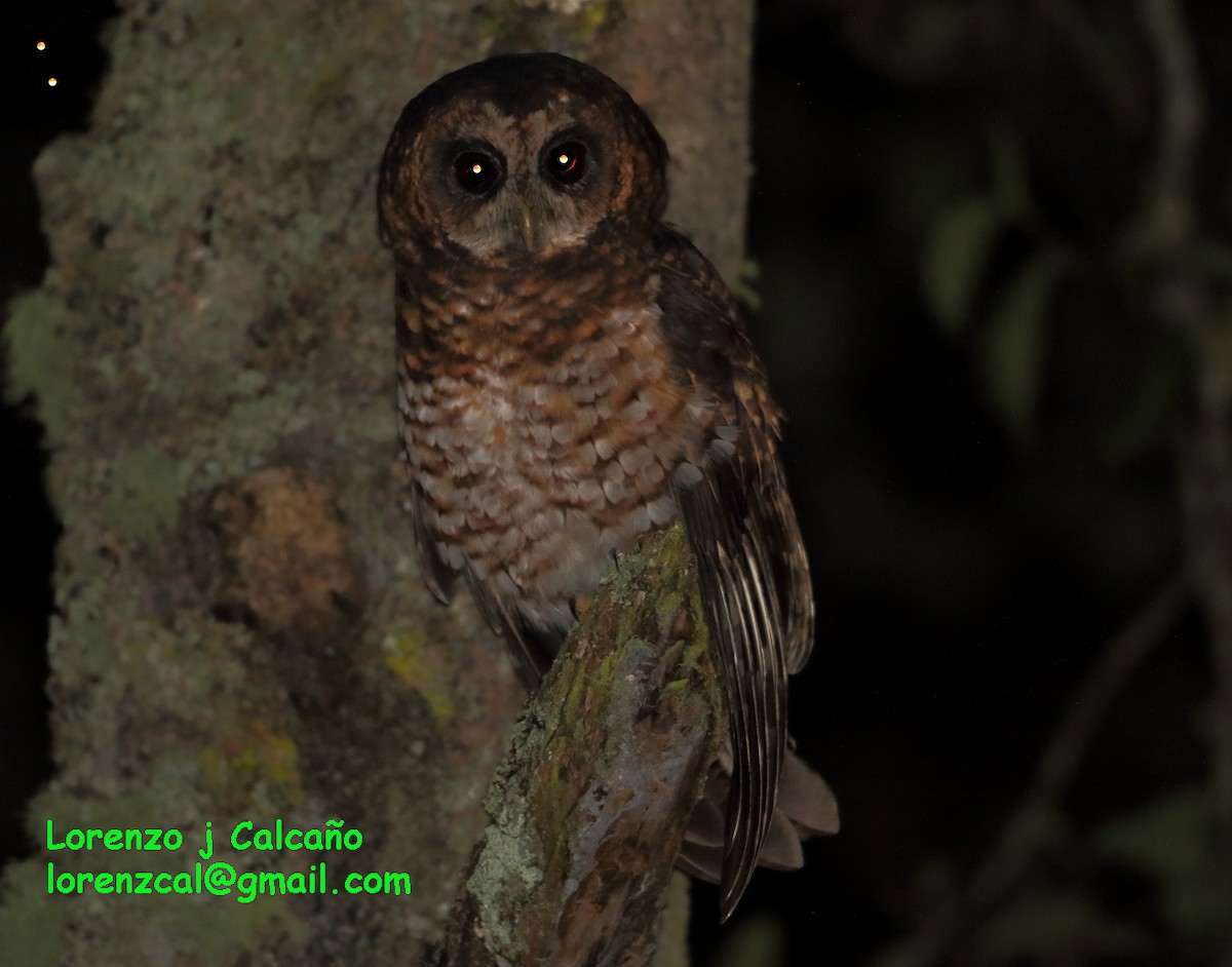 Rufous-banded Owl - ML155359481