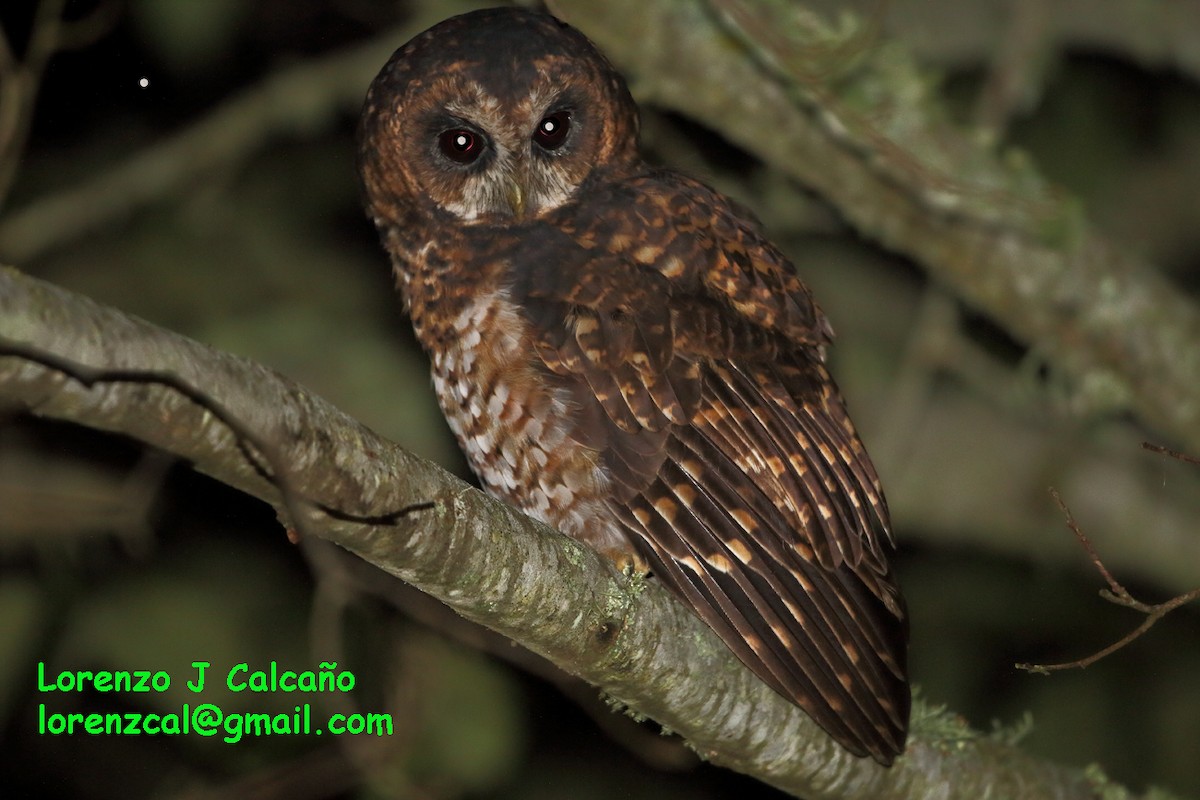 Rufous-banded Owl - ML155359571