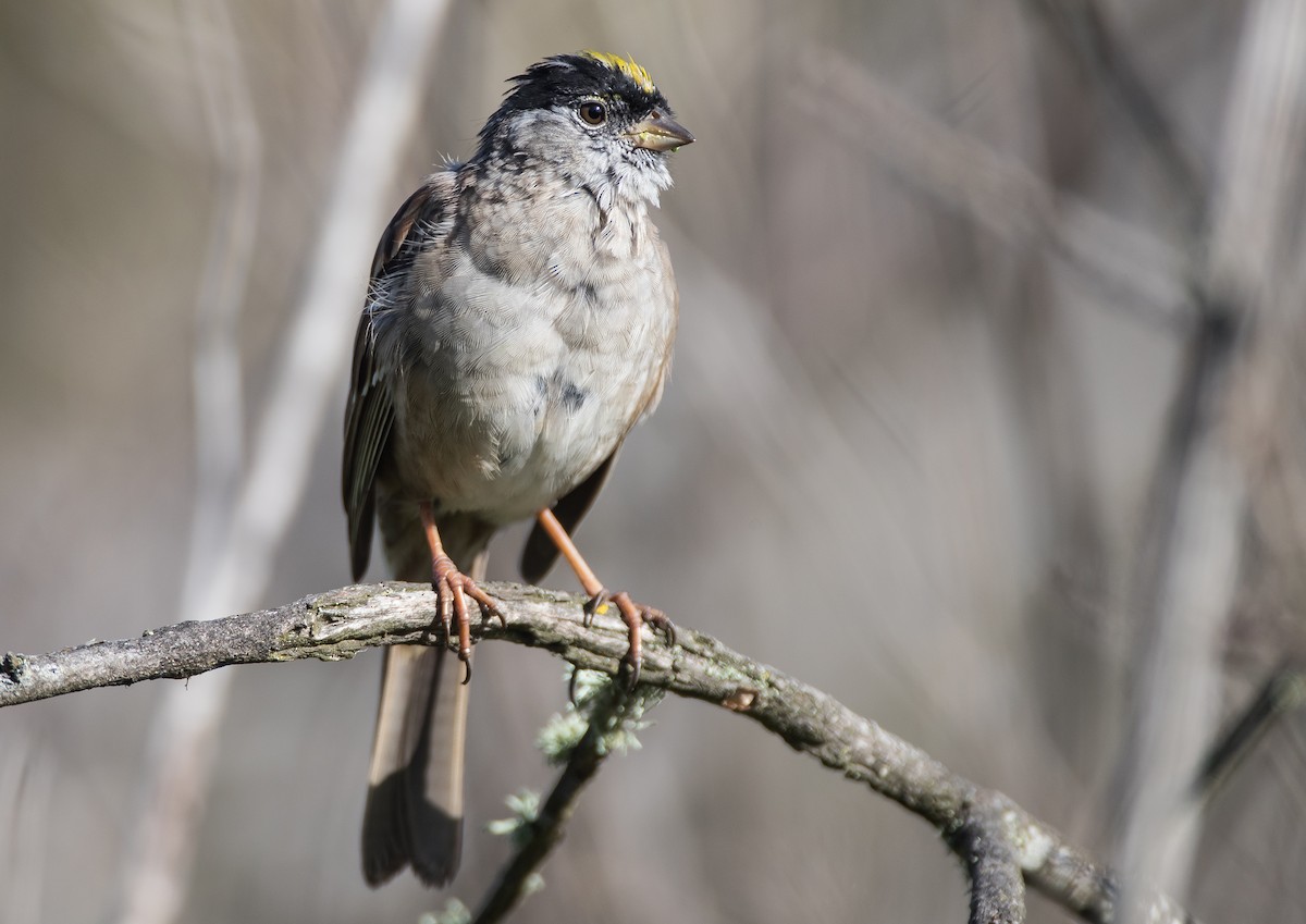 Golden-crowned Sparrow - ML155362641