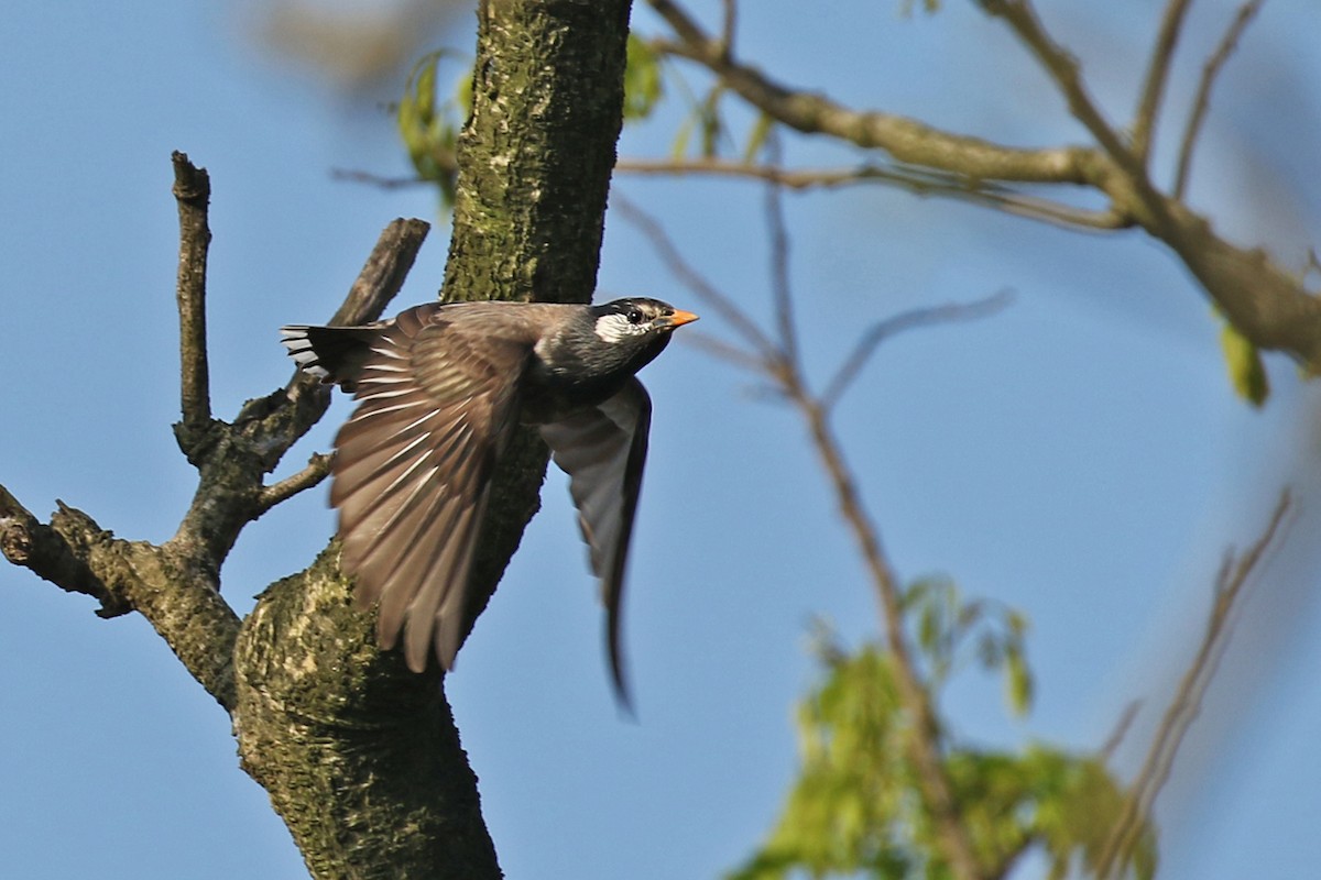 White-cheeked Starling - Charley Hesse TROPICAL BIRDING