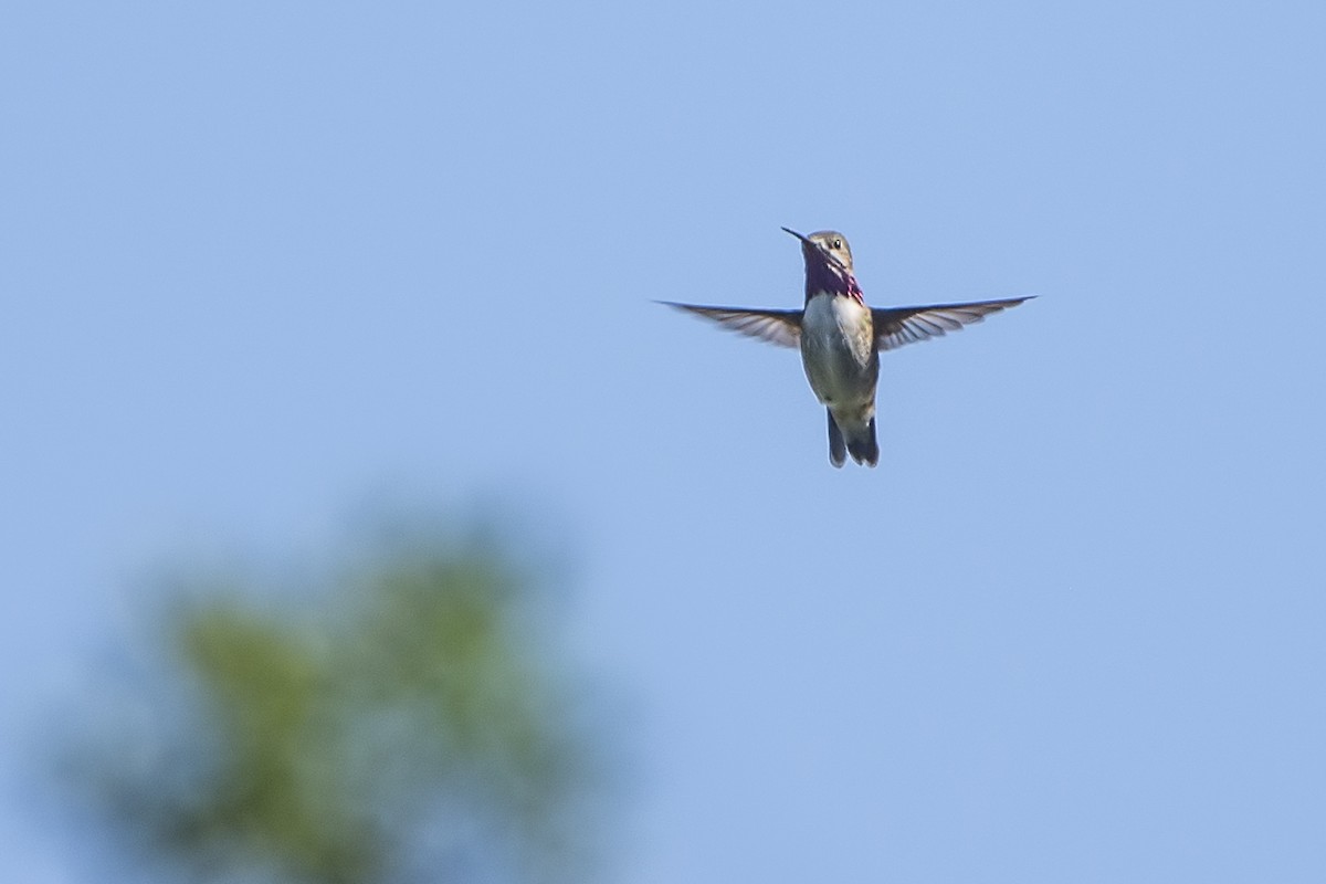 Calliope Hummingbird - ML155369541
