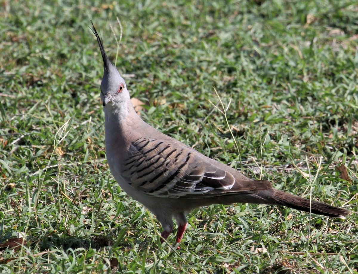 Crested Pigeon - ML155370041