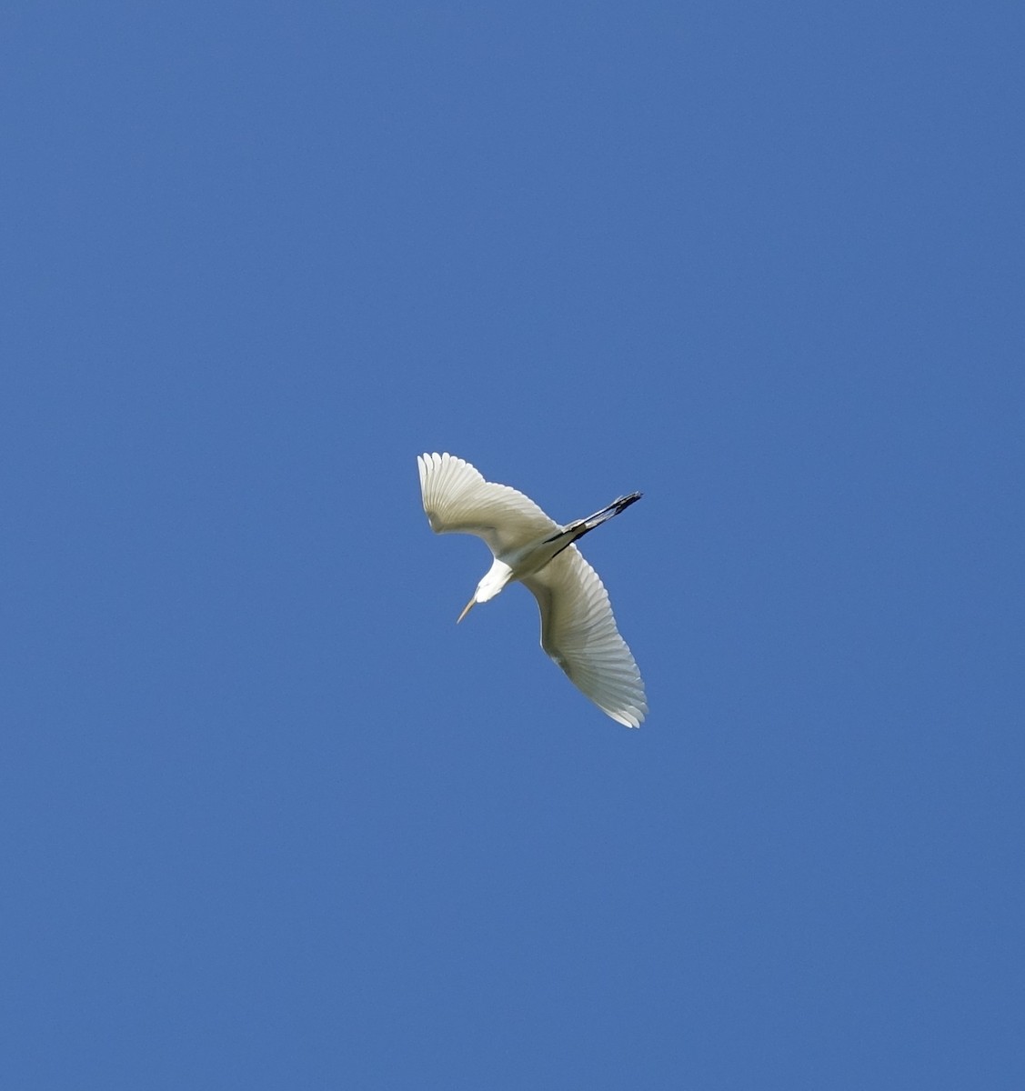 Great Egret - Jaye Rykunyk