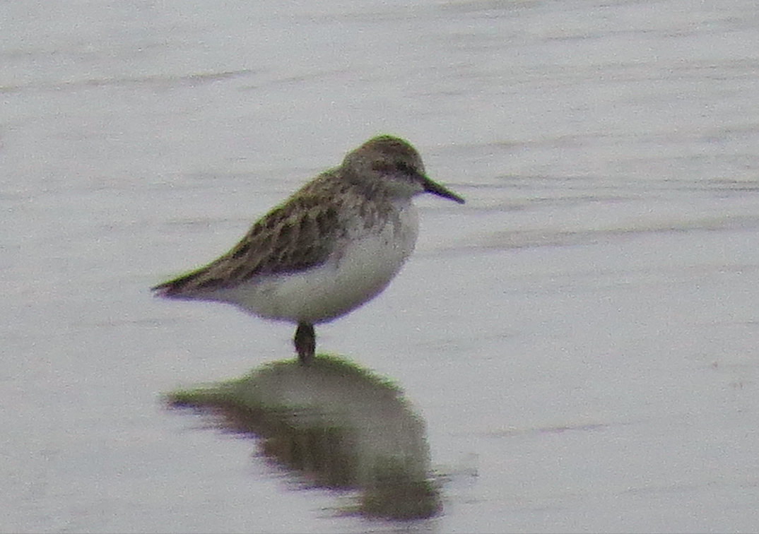 Semipalmated Sandpiper - Ted Floyd