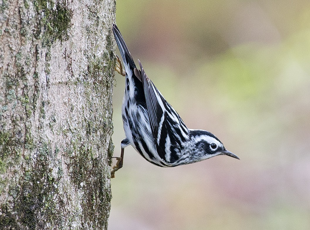 Black-and-white Warbler - ML155378251