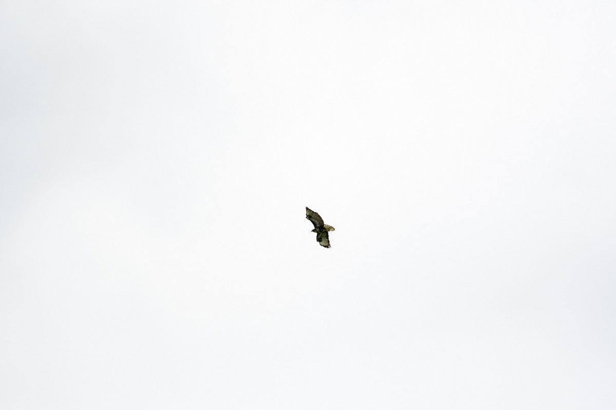 Common Buzzard (Azores) - ML155379031