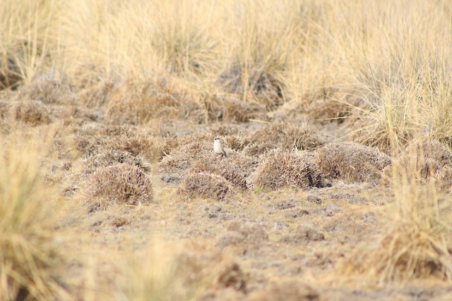 Mountain grassland in Aguascalientes. - Striped Sparrow - 