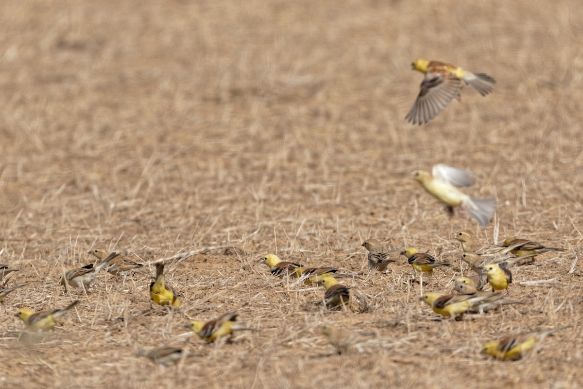 Sudan Golden Sparrow - ML155382471