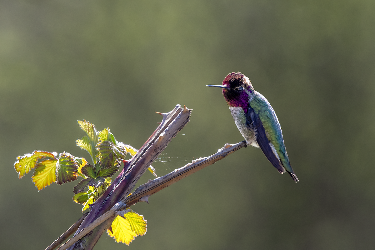 Anna's Hummingbird - ML155383411
