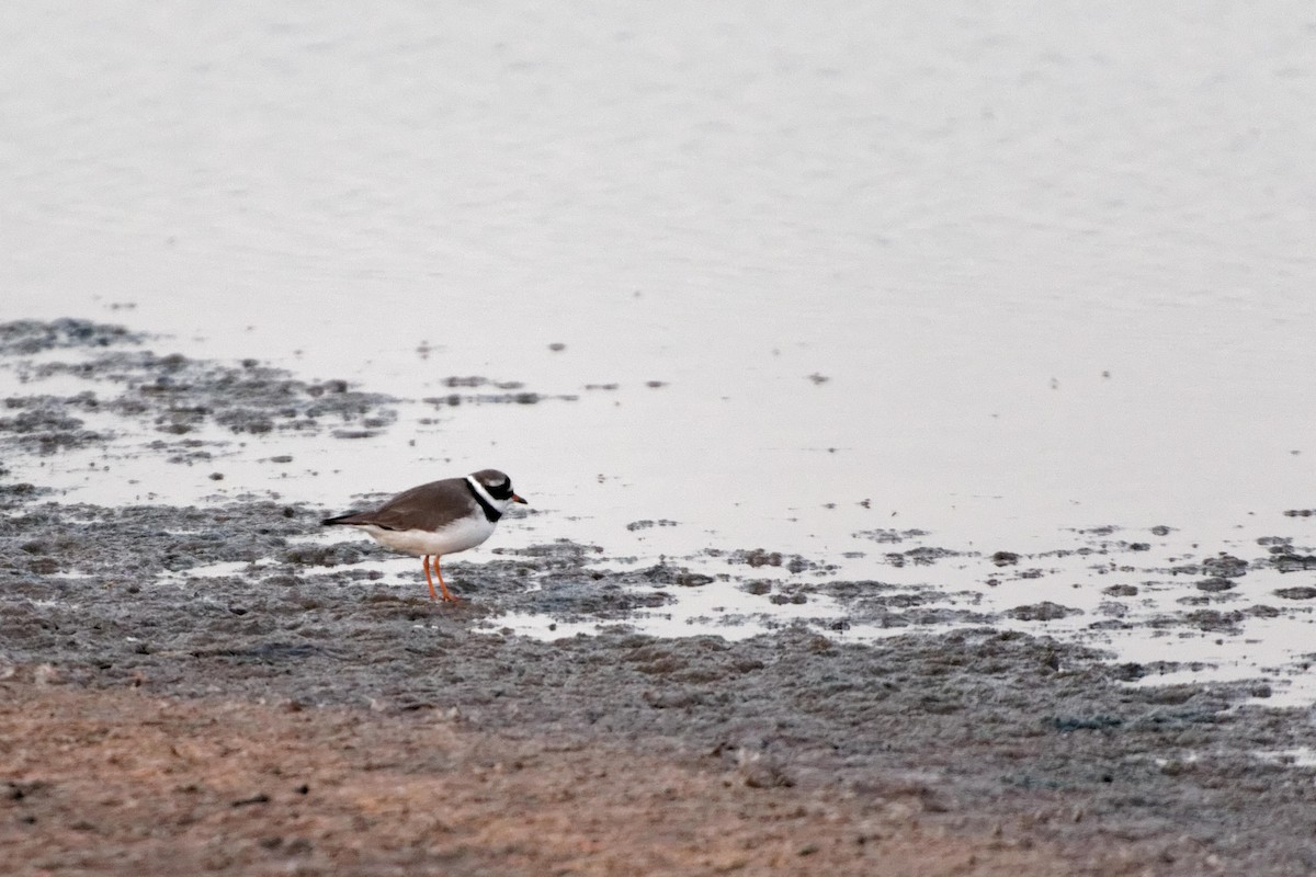 Common Ringed Plover - ML155383581