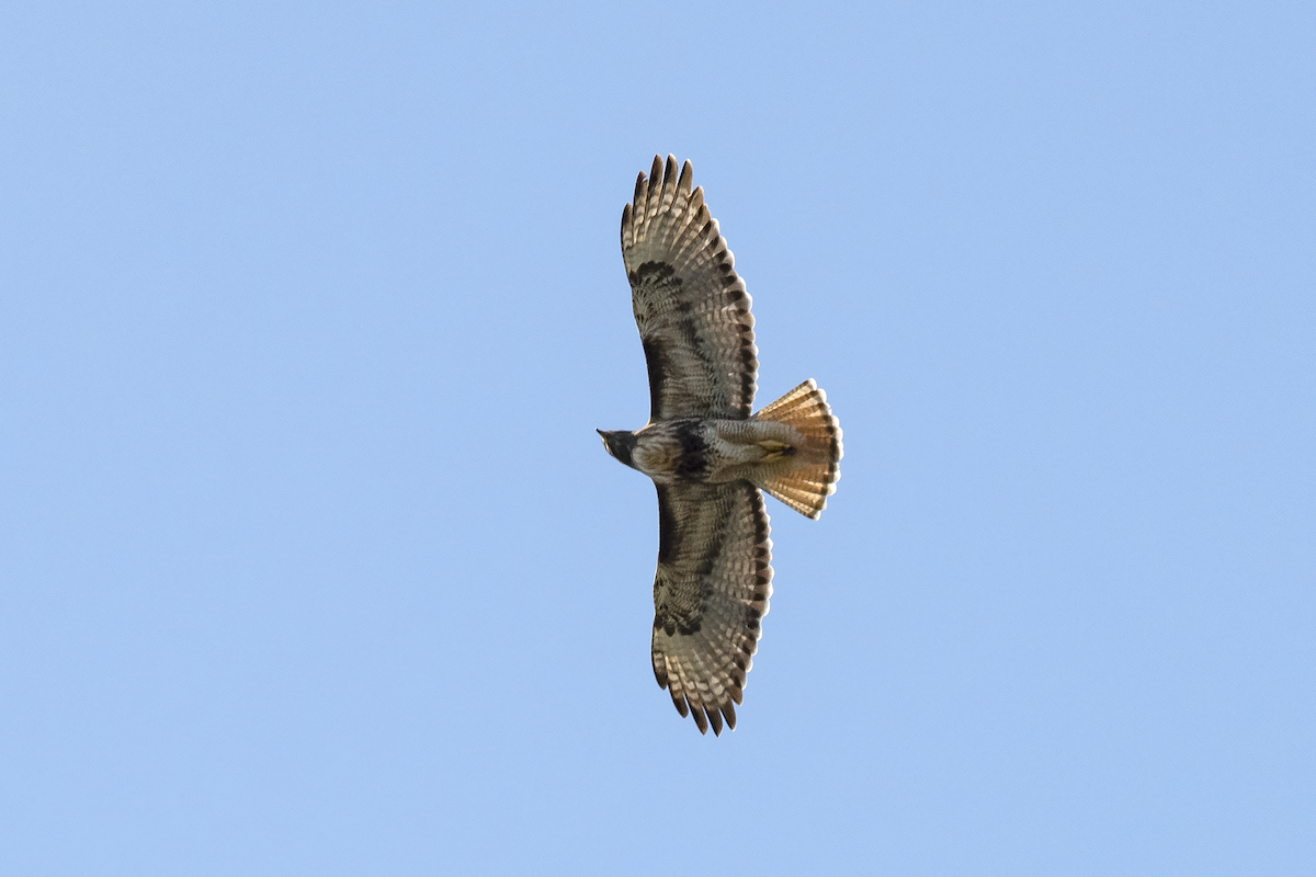 Red-tailed Hawk - ML155384071