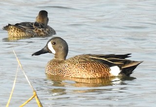Blue-winged Teal, ML155384151