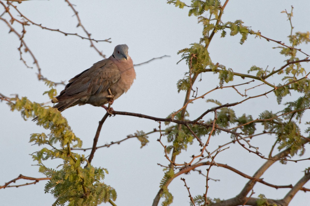 Mourning Collared-Dove - ML155384731
