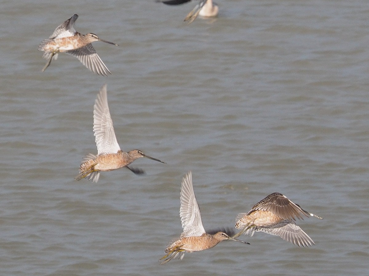 Long-billed Dowitcher - ML155386711