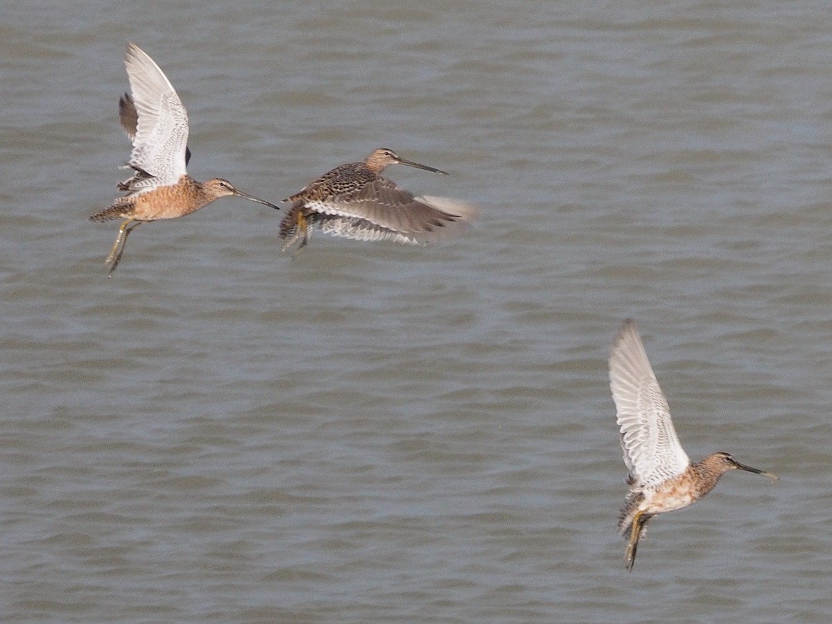 Long-billed Dowitcher - ML155386721