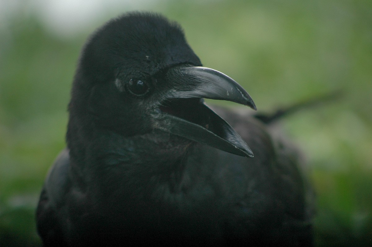 Large-billed Crow - Itamar Donitza
