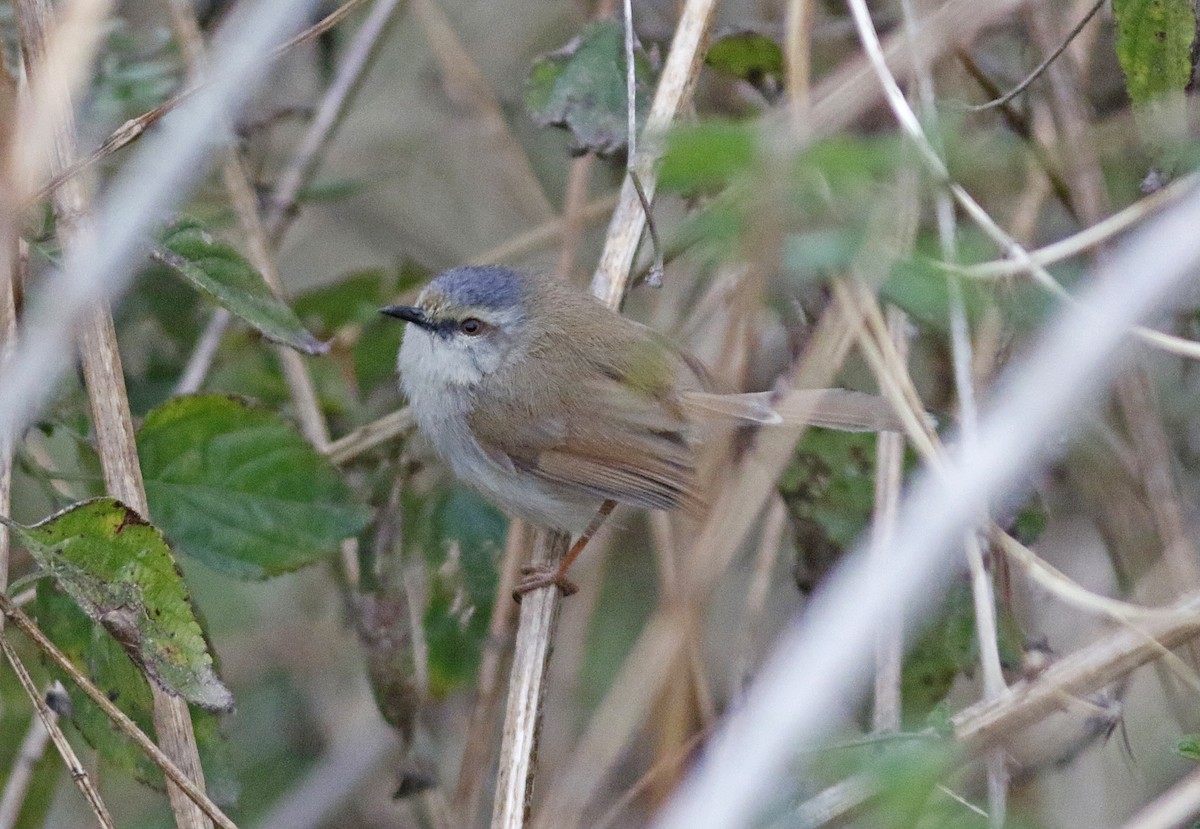 Gray-crowned Prinia - Andy Warr