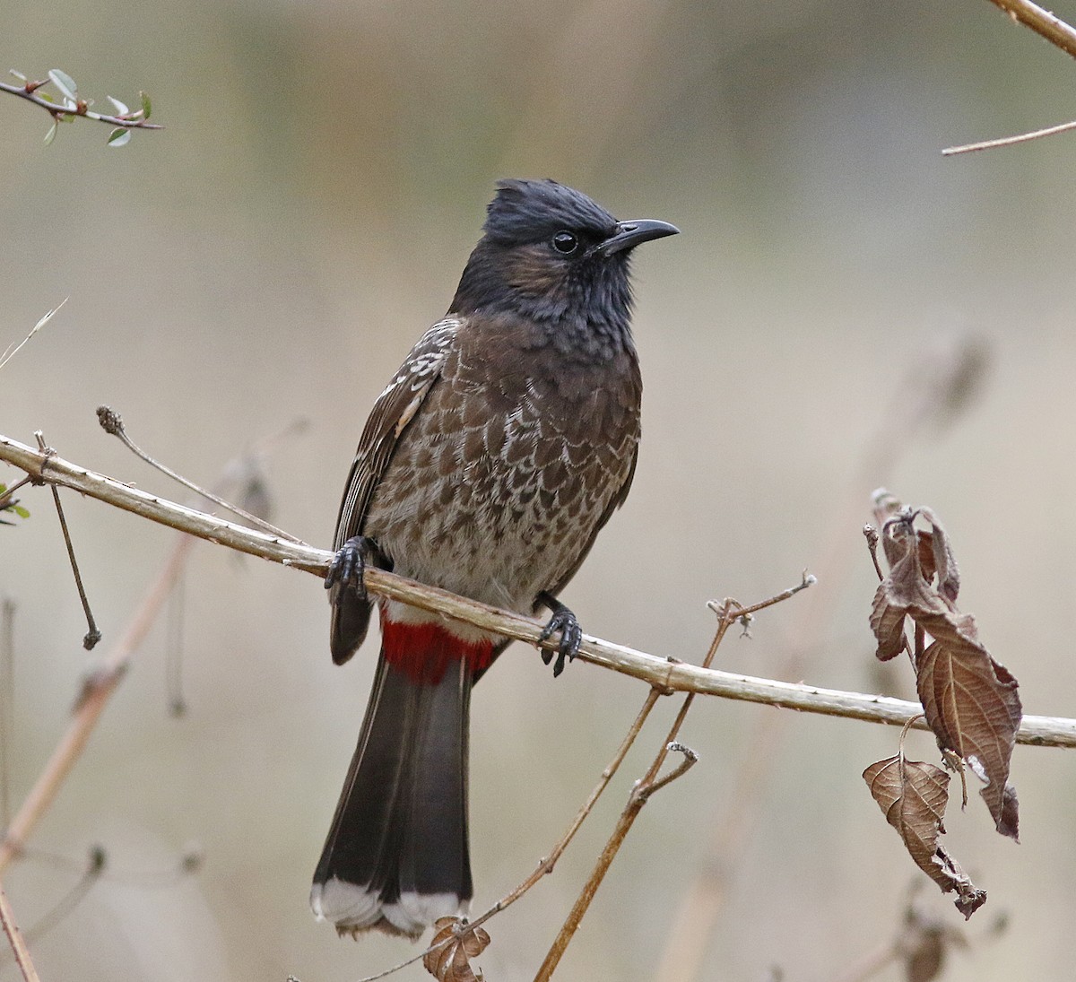 Red-vented Bulbul - ML155390681